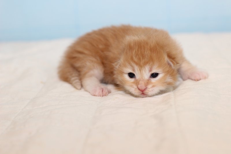 kittenredboy3.jpg