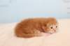 kittenredboy32_small.jpg