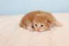 kittenredboy6_small.jpg
