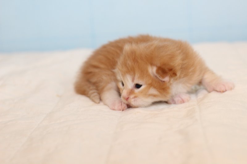 kittenredboy7.jpg