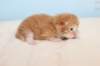 kittenredboy9_small.jpg