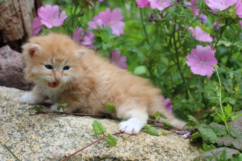 kittenredwhiteboy2.jpg