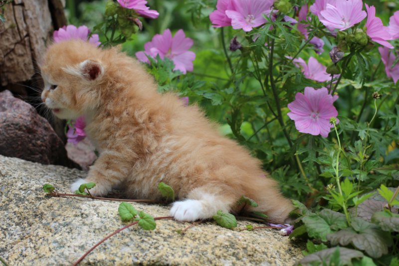 kittenredwhiteboy20.jpg