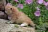 kittenredwhiteboy20_small.jpg
