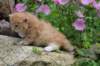 kittenredwhiteboy21_small.jpg