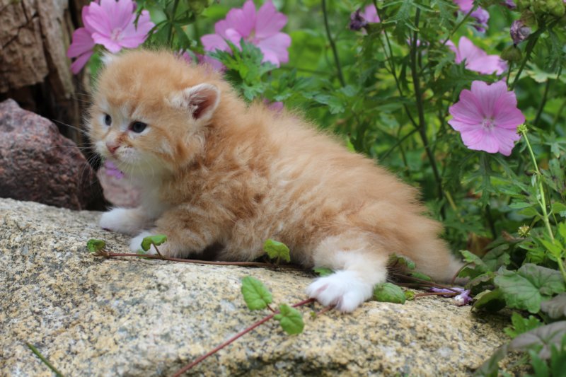 kittenredwhiteboy6.jpg