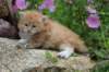 kittenredwhiteboy7_small.jpg