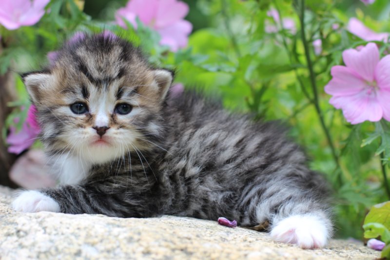 kittenbrownmackerelwhitegirl3weeks1.jpg