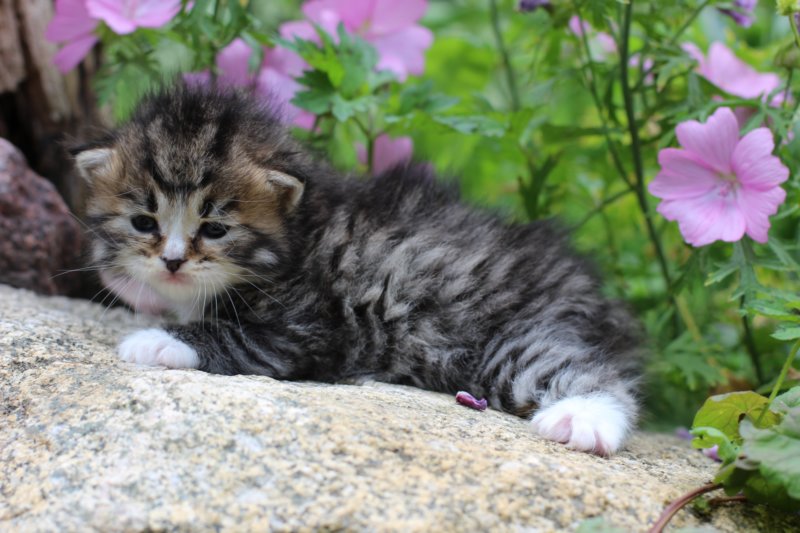 kittenbrownmackerelwhitegirl3weeks21.jpg