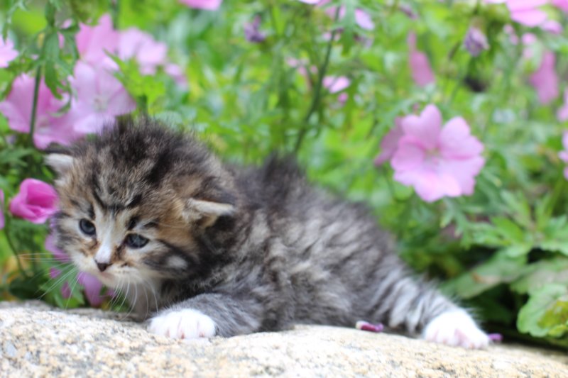 kittenbrownmackerelwhitegirl3weeks22.jpg