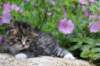 kittenbrownmackerelwhitegirl3weeks23_small.jpg