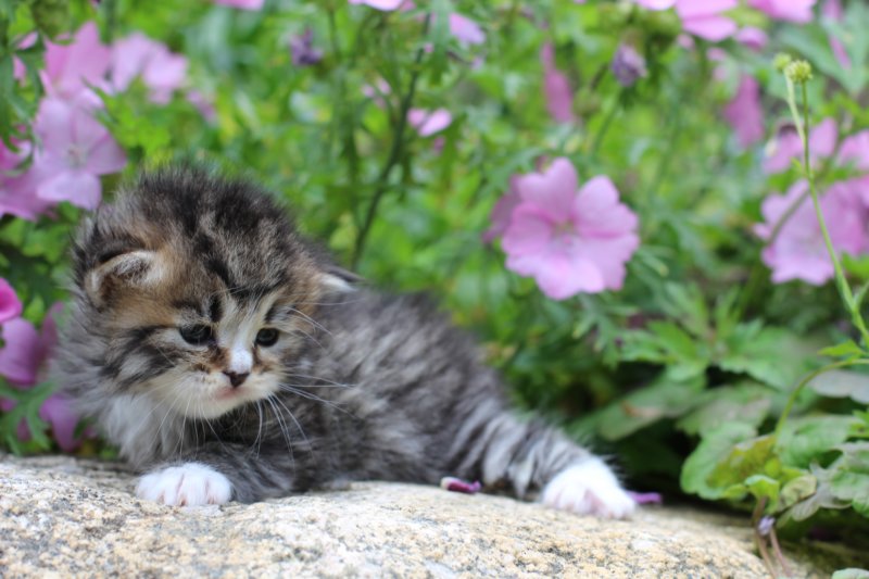 kittenbrownmackerelwhitegirl3weeks24.jpg