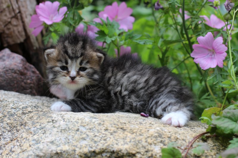 kittenbrownmackerelwhitegirl3weeks25.jpg