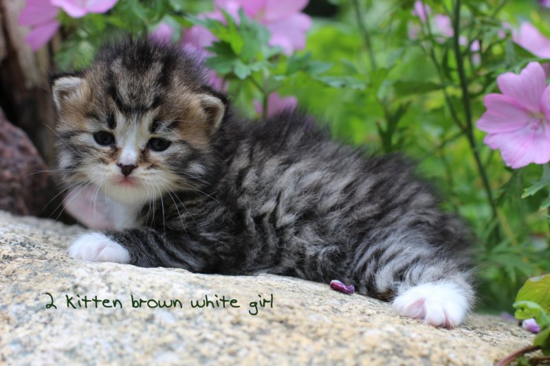kittenbrownmackerelwhitegirl3weeks26.jpg