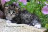 kittenbrownmackerelwhitegirl3weeks26_small.jpg