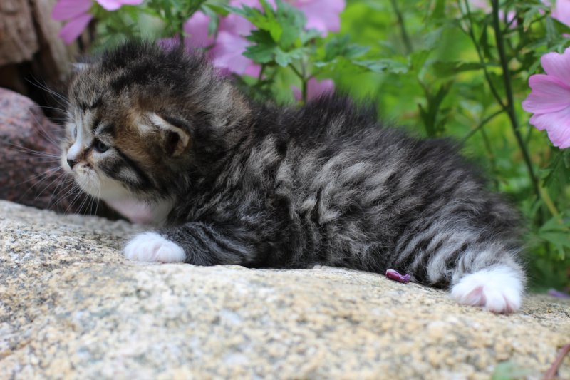 kittenbrownmackerelwhitegirl3weeks28.jpg