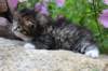 kittenbrownmackerelwhitegirl3weeks28_small.jpg