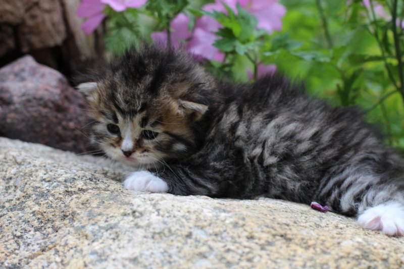 kittenbrownmackerelwhitegirl3weeks30.jpg