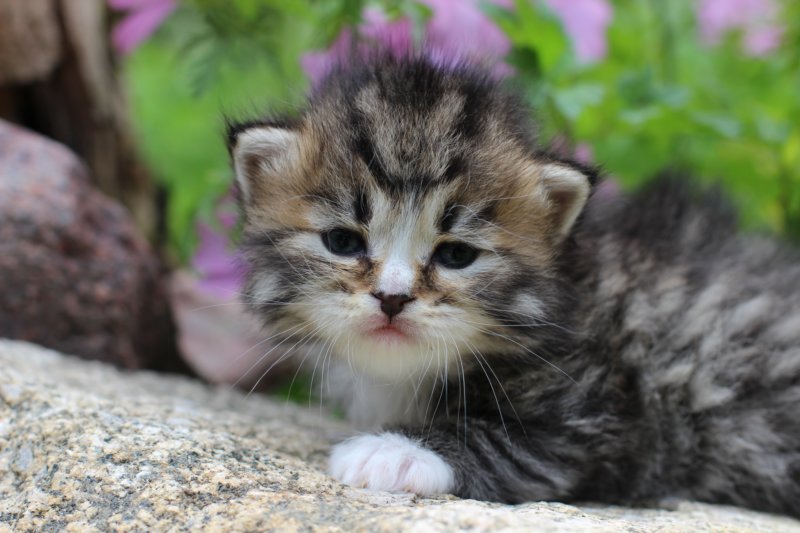 kittenbrownmackerelwhitegirl3weeks32.jpg