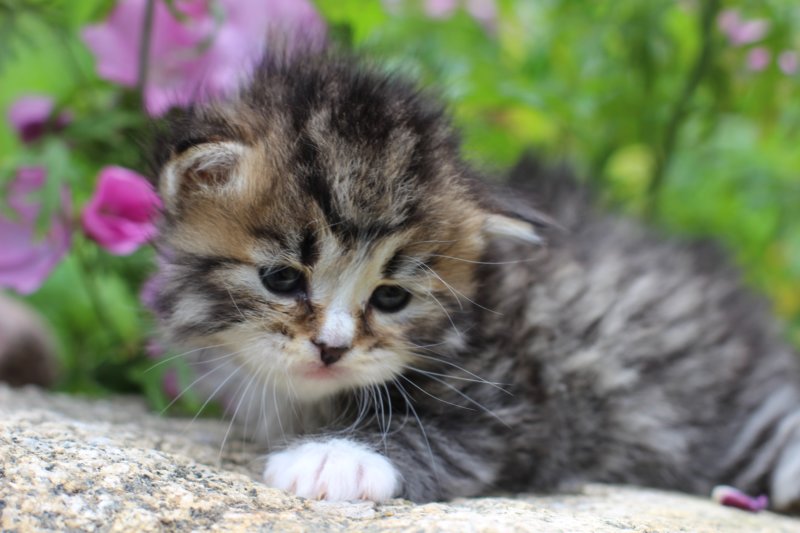 kittenbrownmackerelwhitegirl3weeks34.jpg
