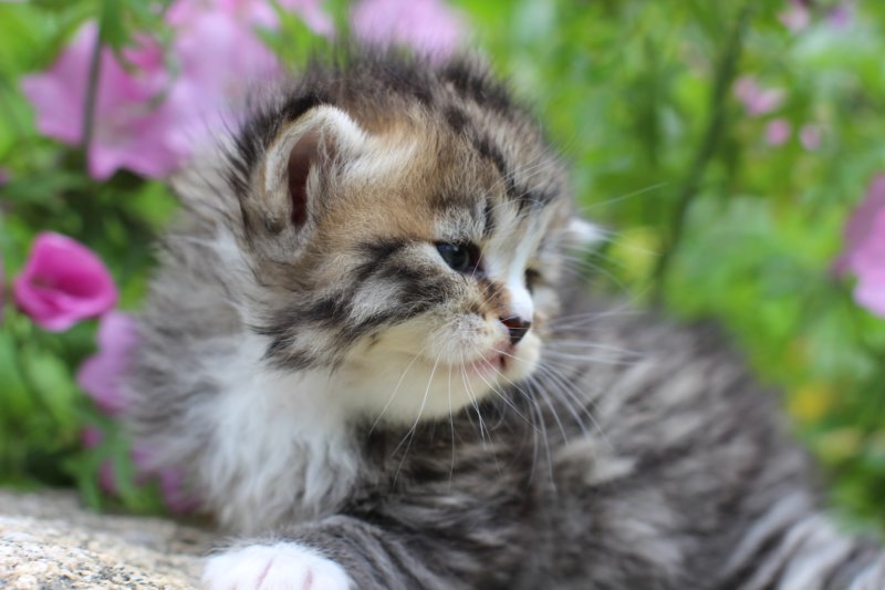 kittenbrownmackerelwhitegirl3weeks35.jpg