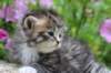 kittenbrownmackerelwhitegirl3weeks37_small.jpg