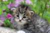 kittenbrownmackerelwhitegirl3weeks38_small.jpg