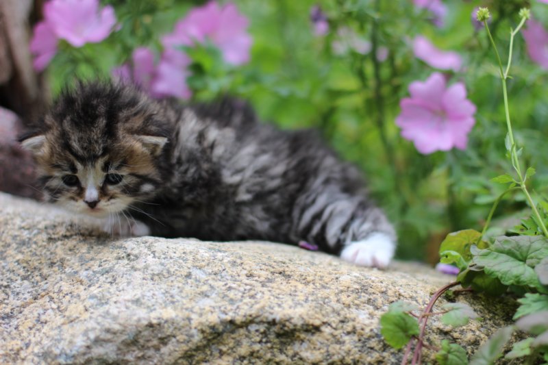 kittenbrownmackerelwhitegirl3weeks4.jpg
