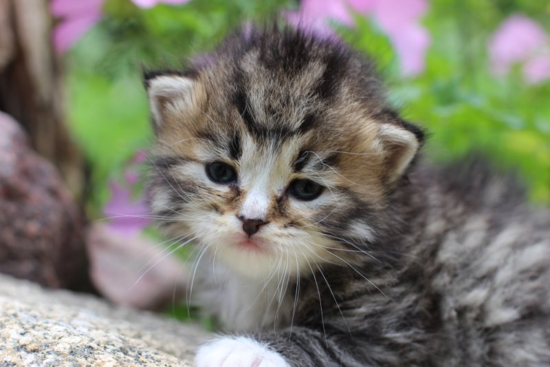 kittenbrownmackerelwhitegirl3weeks40.jpg