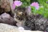 kittenbrownmackerelwhitegirl3weeks41_small.jpg