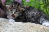 kittenbrownmackerelwhitegirl3weeks42_small.jpg