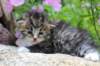 kittenbrownmackerelwhitegirl3weeks43_small.jpg