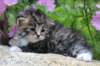 kittenbrownmackerelwhitegirl3weeks44_small.jpg