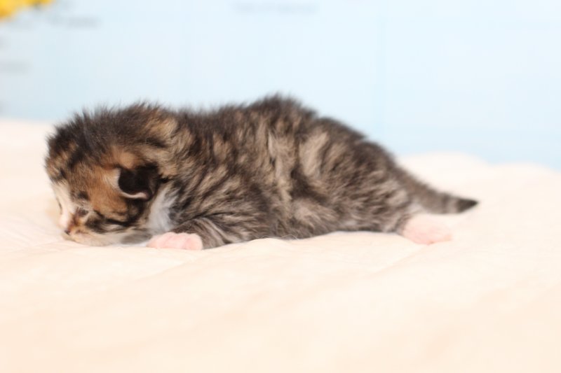 kittembrownmackerelwhite10.jpg