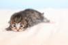 kittembrownmackerelwhite1_small.jpg