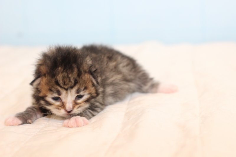 kittembrownmackerelwhite26.jpg