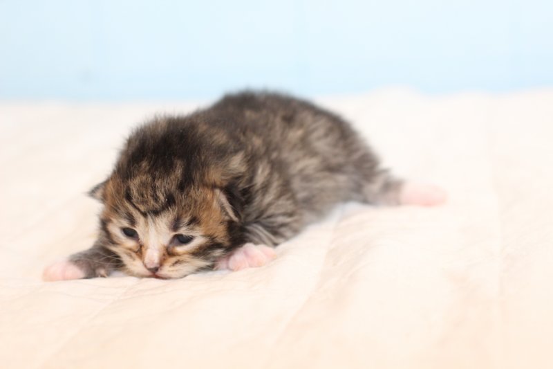 kittembrownmackerelwhite27.jpg