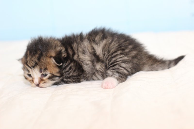 kittembrownmackerelwhite4.jpg