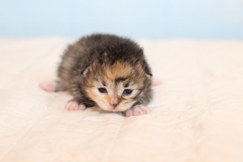 kittengirltorbiewhite22.jpg