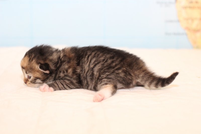 kittengirltorbiewhite27.jpg
