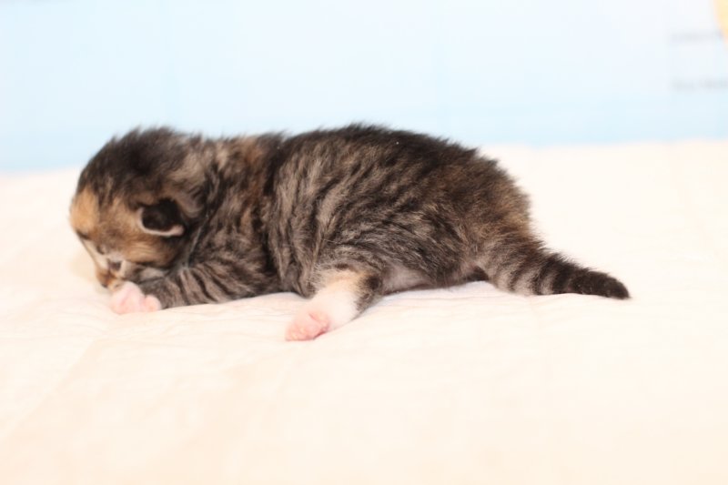 kittengirltorbiewhite29.jpg