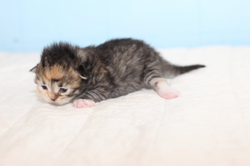 kittengirltorbiewhite31.jpg