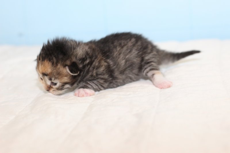kittengirltorbiewhite32.jpg
