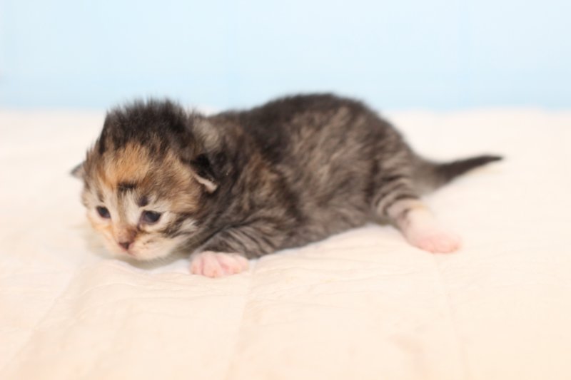 kittengirltorbiewhite37.jpg