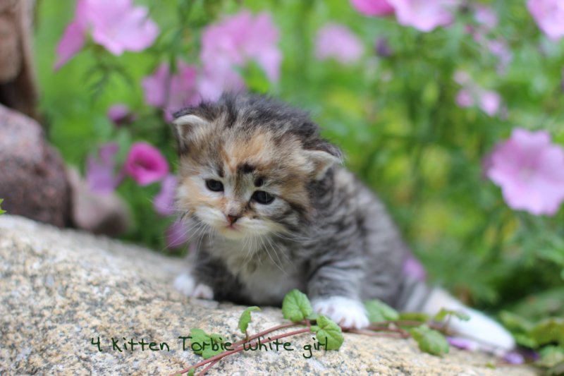 kittentorbiewhitegirl3weeks1.jpg