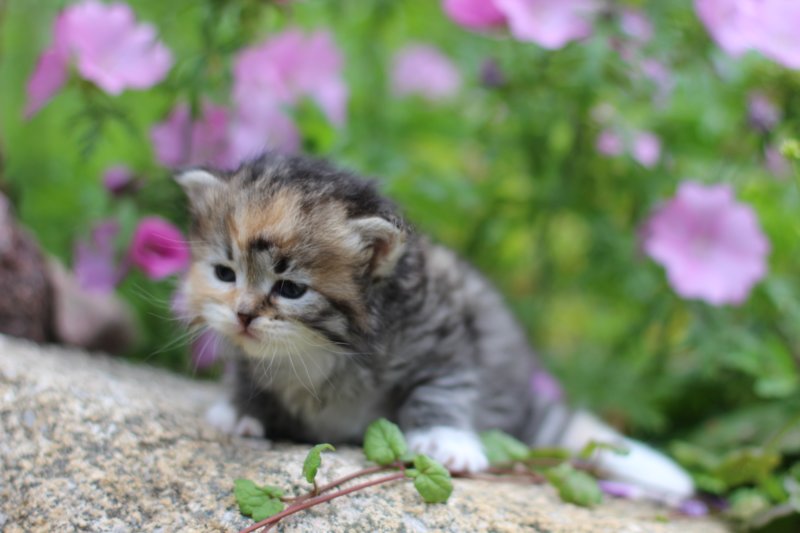 kittentorbiewhitegirl3weeks10.jpg