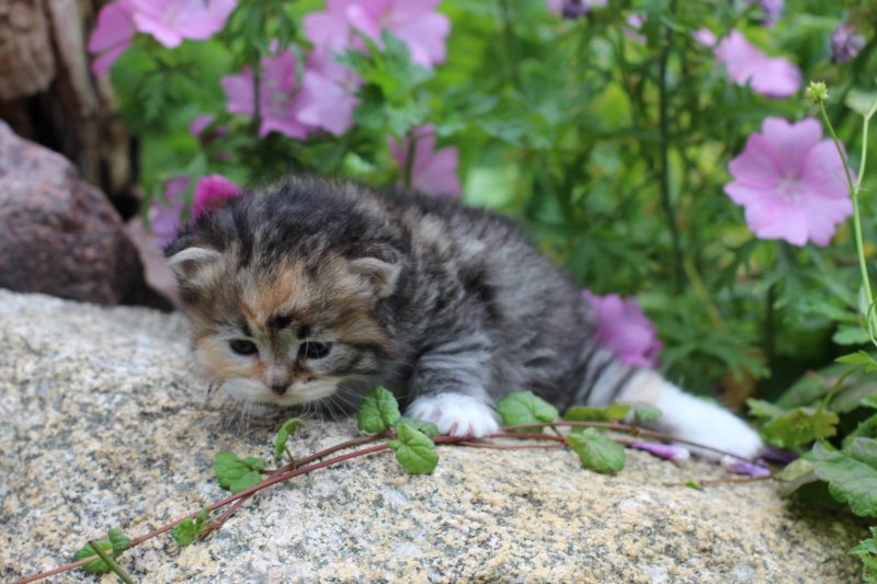 kittentorbiewhitegirl3weeks12.jpg