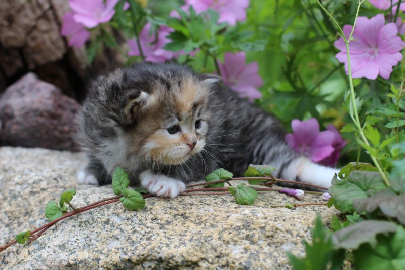 kittentorbiewhitegirl3weeks17.jpg
