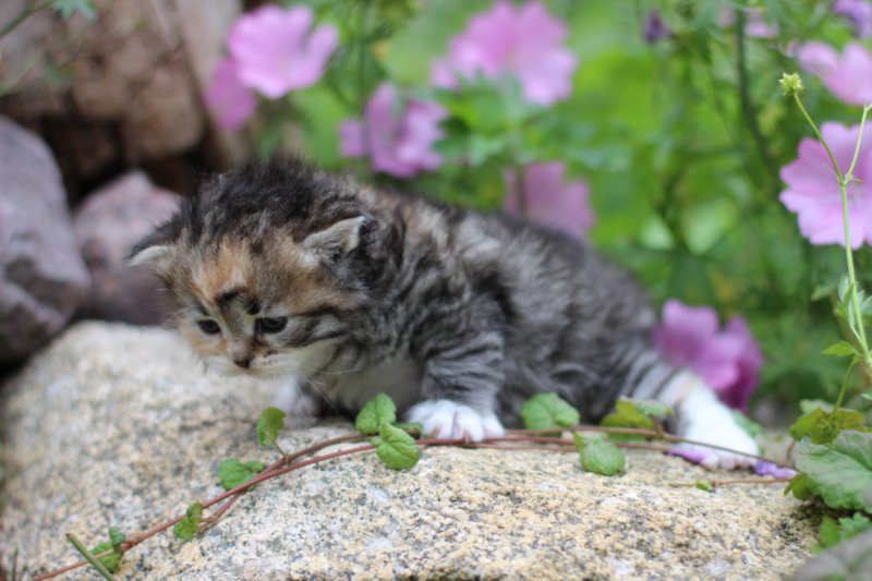 kittentorbiewhitegirl3weeks2.jpg