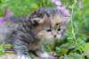 kittentorbiewhitegirl3weeks21_small.jpg